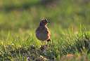 BUITEN BEELD Foto: 81504