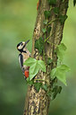 BUITEN BEELD Foto: 81540