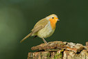 BUITEN BEELD Foto: 81543