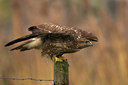 BUITEN BEELD Foto: 81621