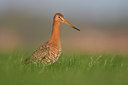 BUITEN BEELD Foto: 81648