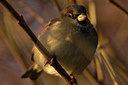 BUITEN BEELD Foto: 81702