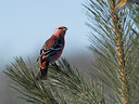 BUITEN BEELD Foto: 81741