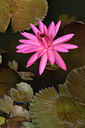 BUITEN BEELD Foto: 81744