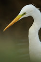 BUITEN BEELD Foto: 81832