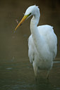 BUITEN BEELD Foto: 81834
