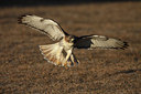 BUITEN BEELD Foto: 81901