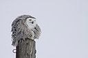 BUITEN BEELD Foto: 81928