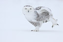 BUITEN BEELD Foto: 81934