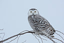 BUITEN BEELD Foto: 81935