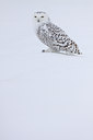 BUITEN BEELD Foto: 81952