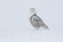 BUITEN BEELD Foto: 81954
