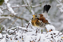 BUITEN BEELD Foto: 81991