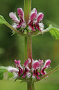BUITEN BEELD Foto: 82232