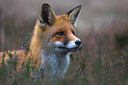 BUITEN BEELD Foto: 82305