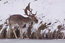 BUITEN BEELD Foto: 82354