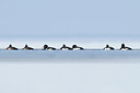 BUITEN BEELD Foto: 82369