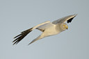 BUITEN BEELD Foto: 82382