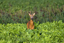 BUITEN BEELD Foto: 82489