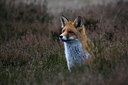 BUITEN BEELD Foto: 82501