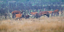BUITEN BEELD Foto: 82504