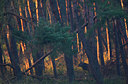 BUITEN BEELD Foto: 82509