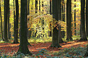BUITEN BEELD Foto: 82523