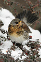 BUITEN BEELD Foto: 82551