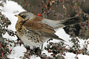 BUITEN BEELD Foto: 82552