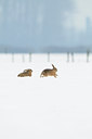 BUITEN BEELD Foto: 82558