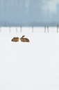 BUITEN BEELD Foto: 82559