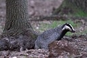 BUITEN BEELD Foto: 82598