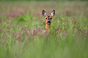 BUITEN BEELD Foto: 82603