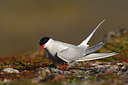 BUITEN BEELD Foto: 82604