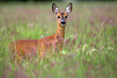 BUITEN BEELD Foto: 82607
