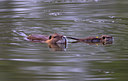 BUITEN BEELD Foto: 82618