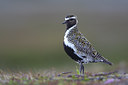 BUITEN BEELD Foto: 82642