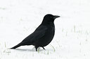 BUITEN BEELD Foto: 82648