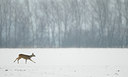 BUITEN BEELD Foto: 82650