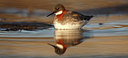 BUITEN BEELD Foto: 82651