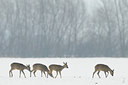 BUITEN BEELD Foto: 82652