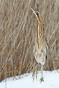 BUITEN BEELD Foto: 82662