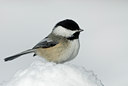 BUITEN BEELD Foto: 82693