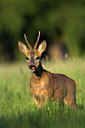 BUITEN BEELD Foto: 82699