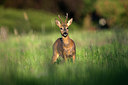 BUITEN BEELD Foto: 82701