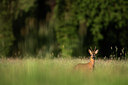 BUITEN BEELD Foto: 82703