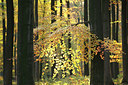 BUITEN BEELD Foto: 82720