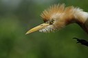 BUITEN BEELD Foto: 82734