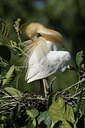 BUITEN BEELD Foto: 82739