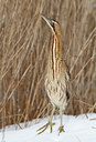BUITEN BEELD Foto: 82747